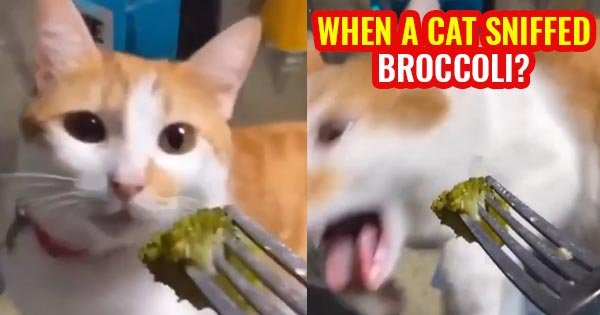 cat sniffing broccoi reaction funny video